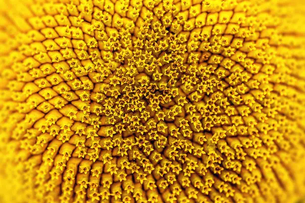 Photo of Sunflower Close-up