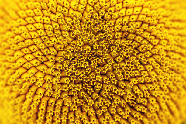 girassóis close-up - sunflower field flower yellow imagens e fotografias de stock