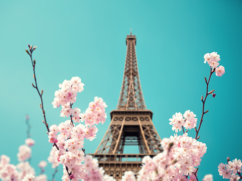 Springtime in Paris: View on Eiffel Tower through the blooming tree.