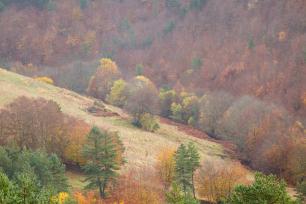 istock Irati forest, Navarre,Pamplona,Spain 641003794