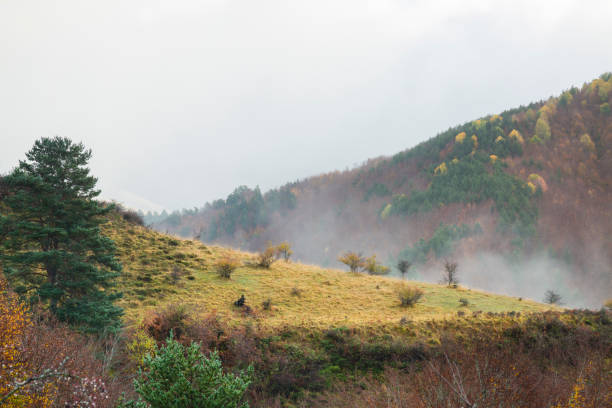 istock Irati forest, Navarre,Pamplona,Spain 641003862