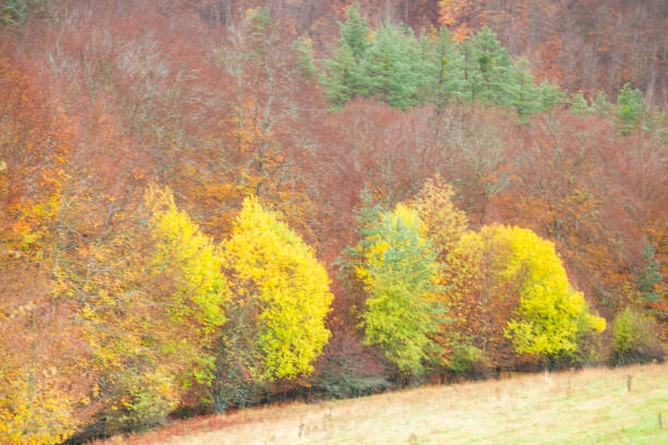 Landscapes from Irati Forest, in Pamplona province, Navarra, Spain