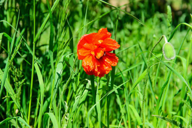 istock Red poppy flowers on the field 641004904