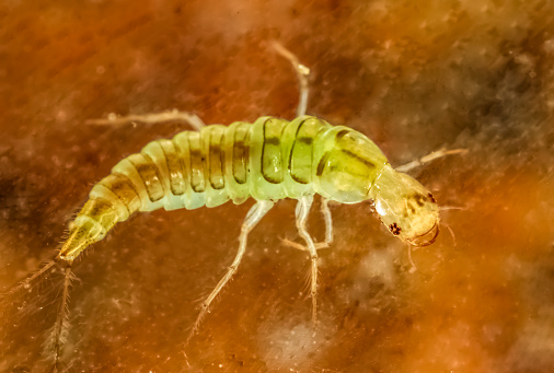 Image of a Dobson Fly larva photographed in Kentucky,