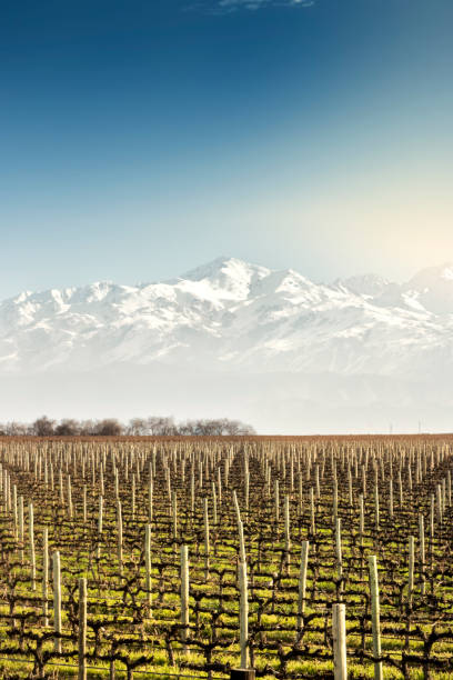 vignobles en hiver - snowcapped mountain mountain range snow photos et images de collection