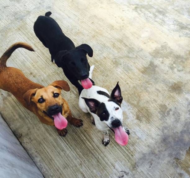istock Dogs for adoption in Playa del Carmen 641009810