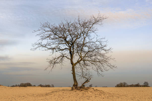 広い砂の上の孤独な裸の木 - bare tree tree single object loneliness ストックフォトと画像