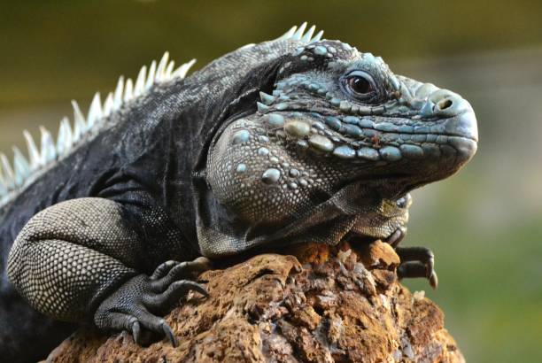 istock Grand Cayman Blue Iguana (Cyclura lewisi) 641013512