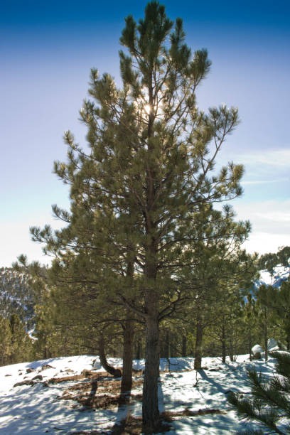 istock Tall ponderosa pine surrounded by snow backlit by sun 641015790