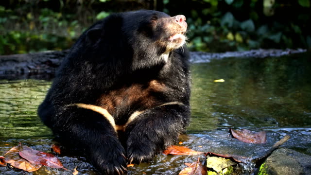 Asian black Buffalo bear sit and soak in water