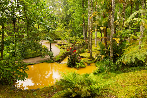 Beautiful Terra Nostra park with water streams and flora diversity. Old European garden on archipelago Azores, Portugal. san miguel portugal stock pictures, royalty-free photos & images