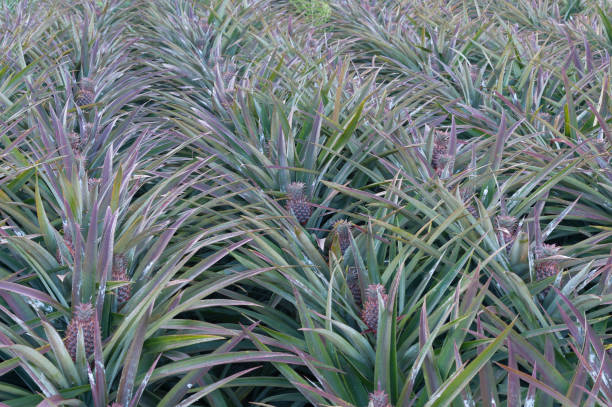 istock pineapple on pineapple field.Farm agriculture concept. 641020614