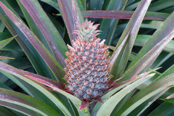 istock pineapple on pineapple field.Farm agriculture concept. 641020620