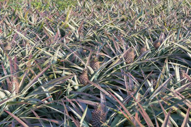 istock pineapple on pineapple field.Farm agriculture concept. 641020664