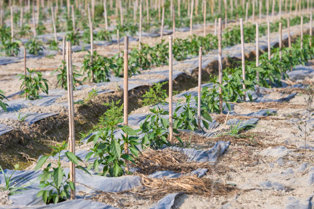 istock Green young peppers growing in a field with irrigation system 641020936