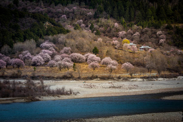 Ban Rong Kla village has pink cherry blossoms. The Wild Himalayan Cherry flower blooms in Phitsanulok province, Thailand, and is a popular tourist attraction.