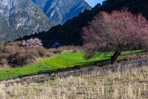 istock Peach blossom, Nyingchi, Tibet 641022822
