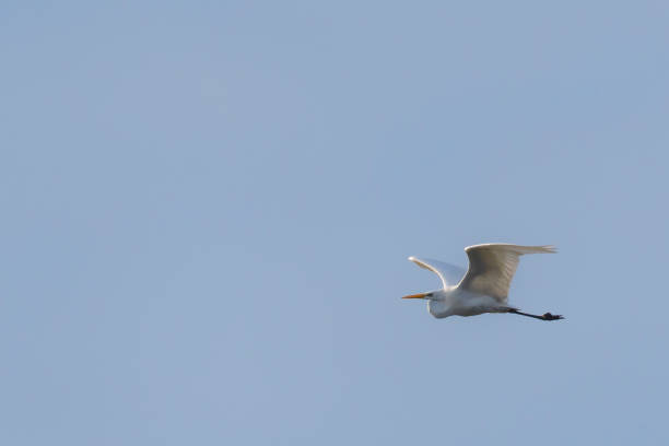 istock Great Egret or Great White Heron flying in the air 641023140