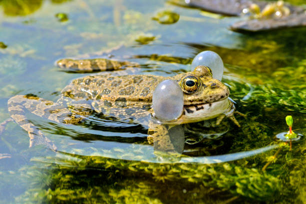 sapo  - frog batrachian animal head grass fotografías e imágenes de stock