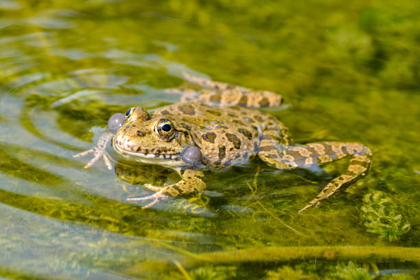 sapo  - frog batrachian animal head grass fotografías e imágenes de stock