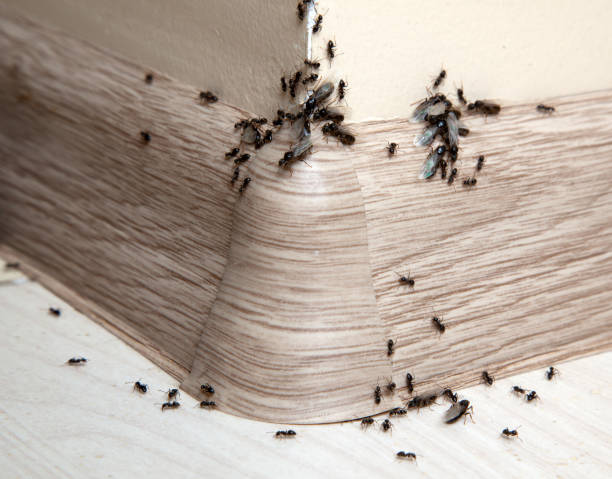 Ants Ants in the house on the baseboards and wall angle ant colony swarm of insects pest stock pictures, royalty-free photos & images