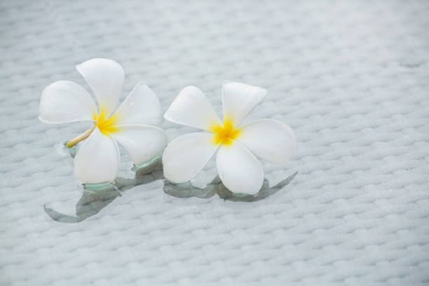 istock Plumeria flowers 641028834