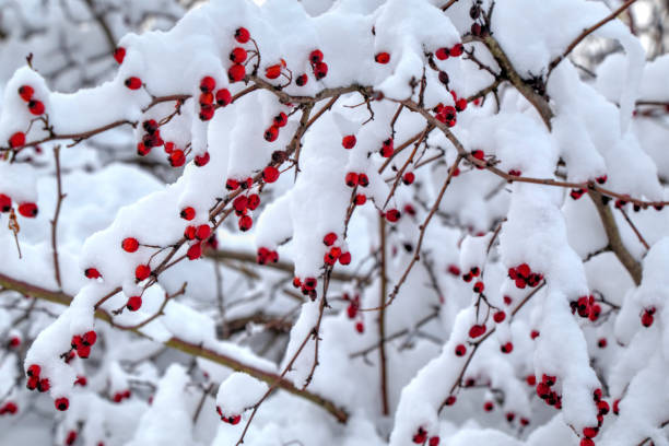istock Background with red rose hips covered with snow 641028974