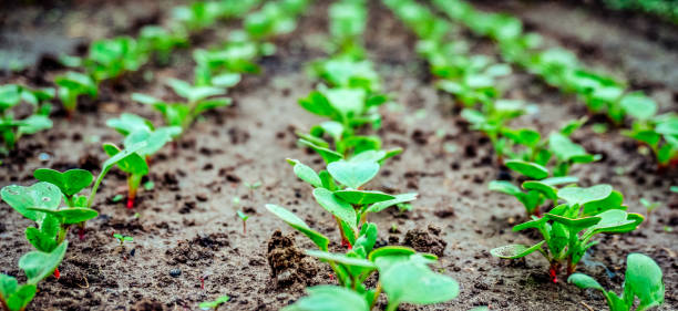 istock Young radish sprouts in the greenhouse in early spring 641030008
