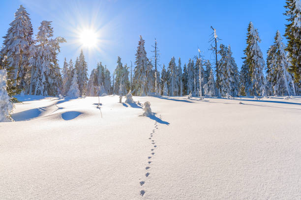 istock Footprints in snow and winter trees on sunny winter day, Gorce Mountains, Poland 641030846