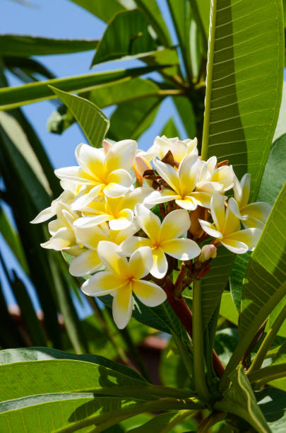 istock Plumeria flowers 641031740