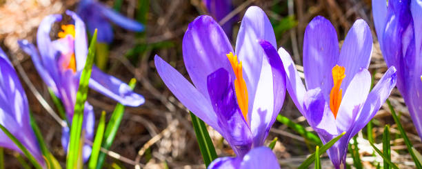 istock Close up group of blooming crocuses spring flowers 641032266