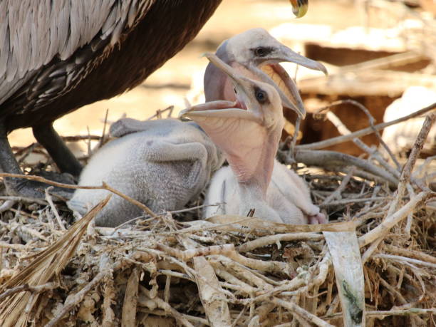 голодный ребенок пеликаны - pelican beak open bird стоковые фото и изображения