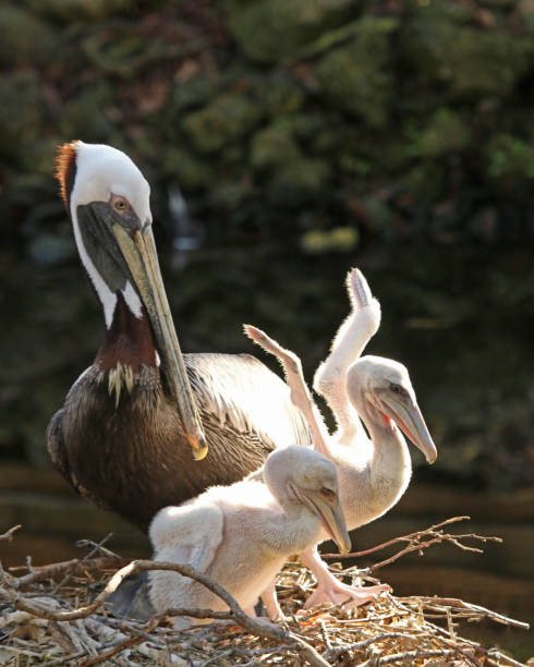 istock Young Pelicans with mother in nest 641033134