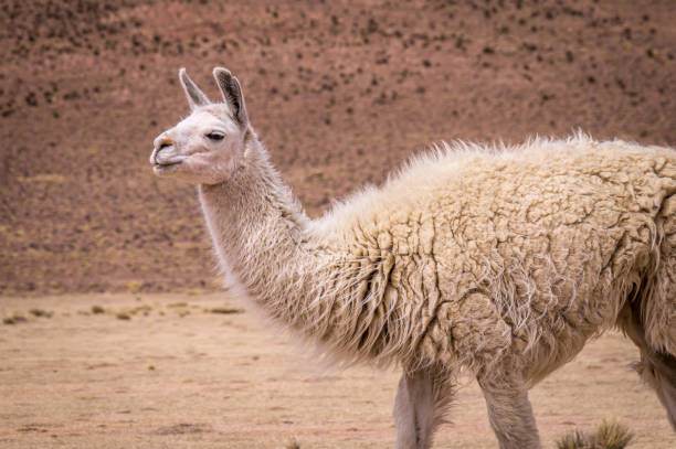 istock Lama Alpaca in altiplano 641033294