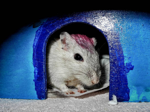 istock Gerbil looking out of pet house 641033876