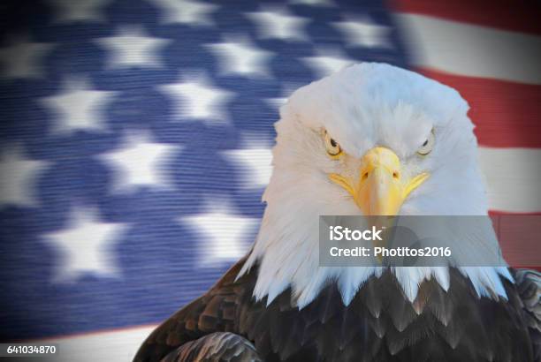 American Eagle Portrait Stock Photo - Download Image Now - American Culture, American Flag, Animal