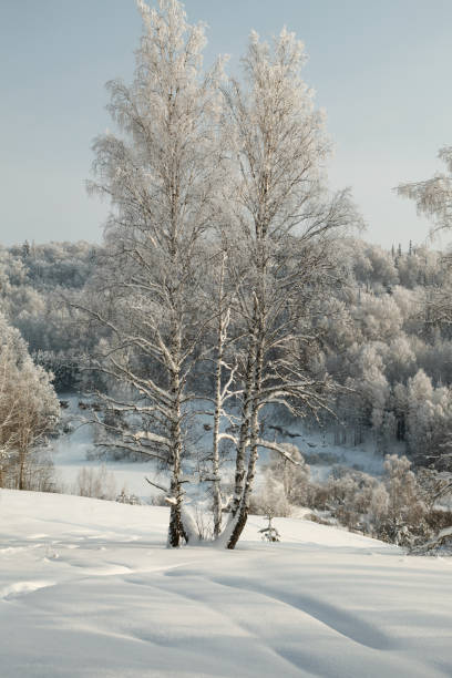 istock Thin birches in deep snow on the background of winter forest 641035010