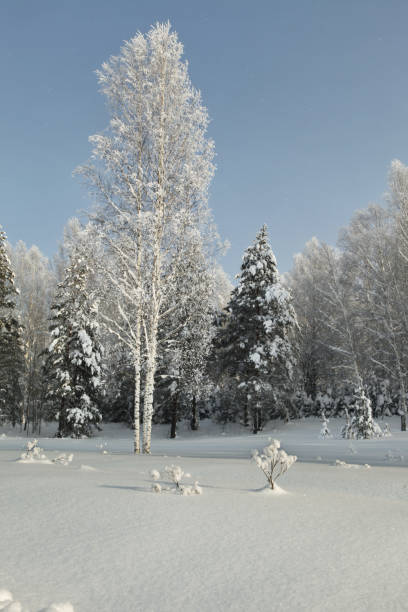istock Thin high birches amidst grove with spruces in deep snow 641035014