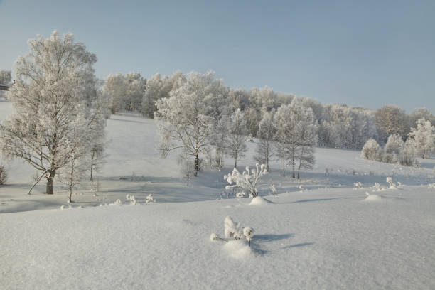 istock Hoary birches on the slope in deep snow at winter 641035020