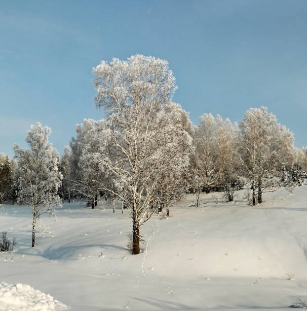 istock Snow covered birch grove on the winter slope 641035038