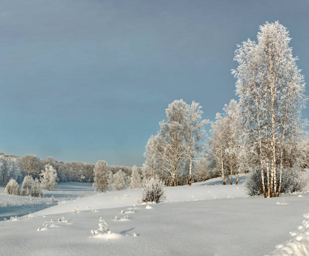 istock Thin birches on the winter slope in deep snow with hoary forest on background 641035068