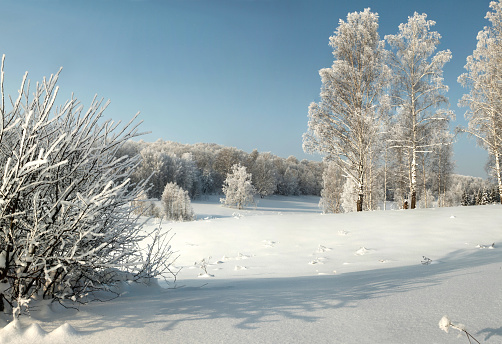 Des arbres givrés, Sainte-Apolline, Québec, Canada