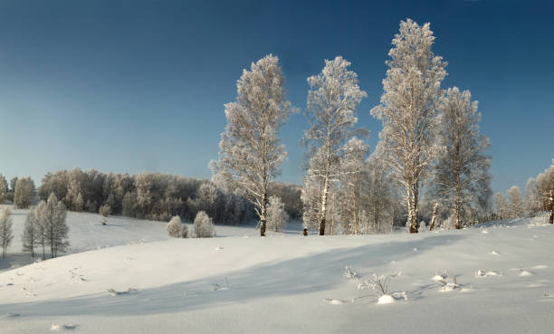 istock Thin birches on the snowy surface on the background of hoary forest 641035118