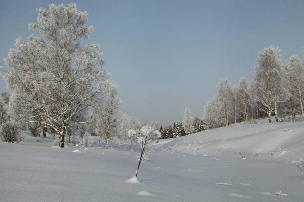 istock Snow covered lowland with birches and other trees 641035228