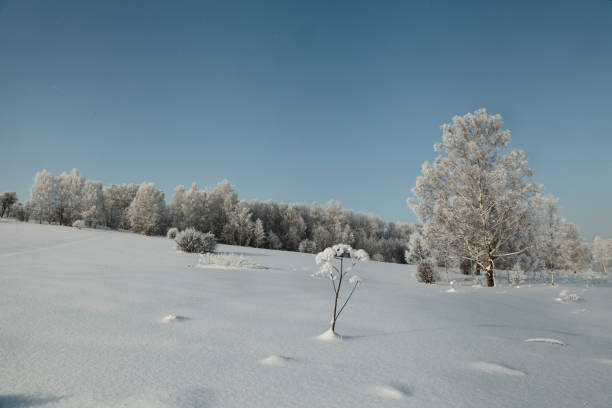istock Snow covered field with winter forest in the distance 641035232