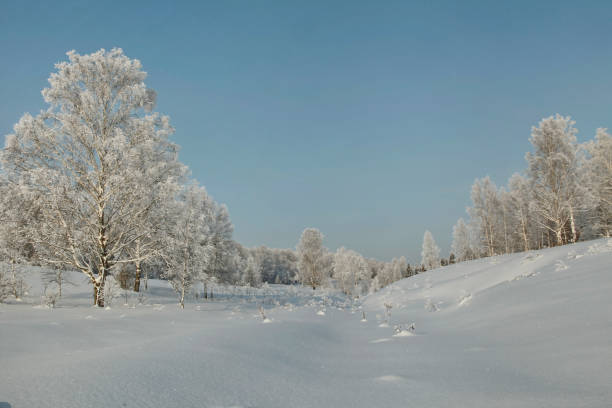 istock Snow covered lowland with birches and other trees 641035244