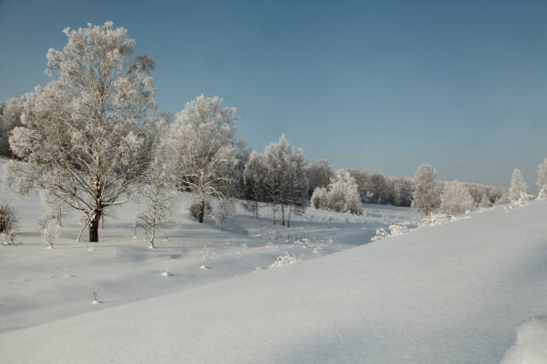 istock Winter woodside with birches in deep snow 641035252