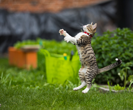 side view of funny and playful kitty jumping in the garden in spring day.