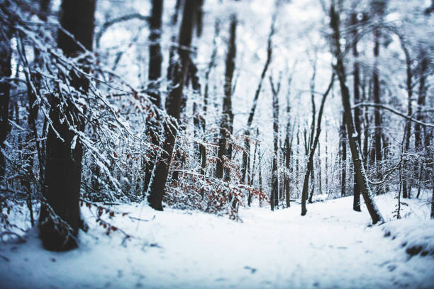 White frozen forest on a cold winter day