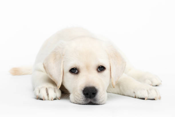 istock Labrador puppy on white background 641046938